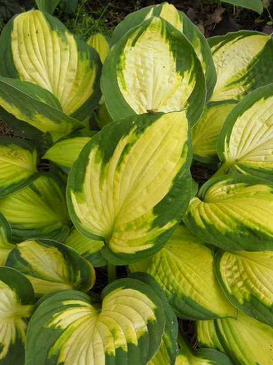 Хоста Джерджия Свитхарт, 1 шт.