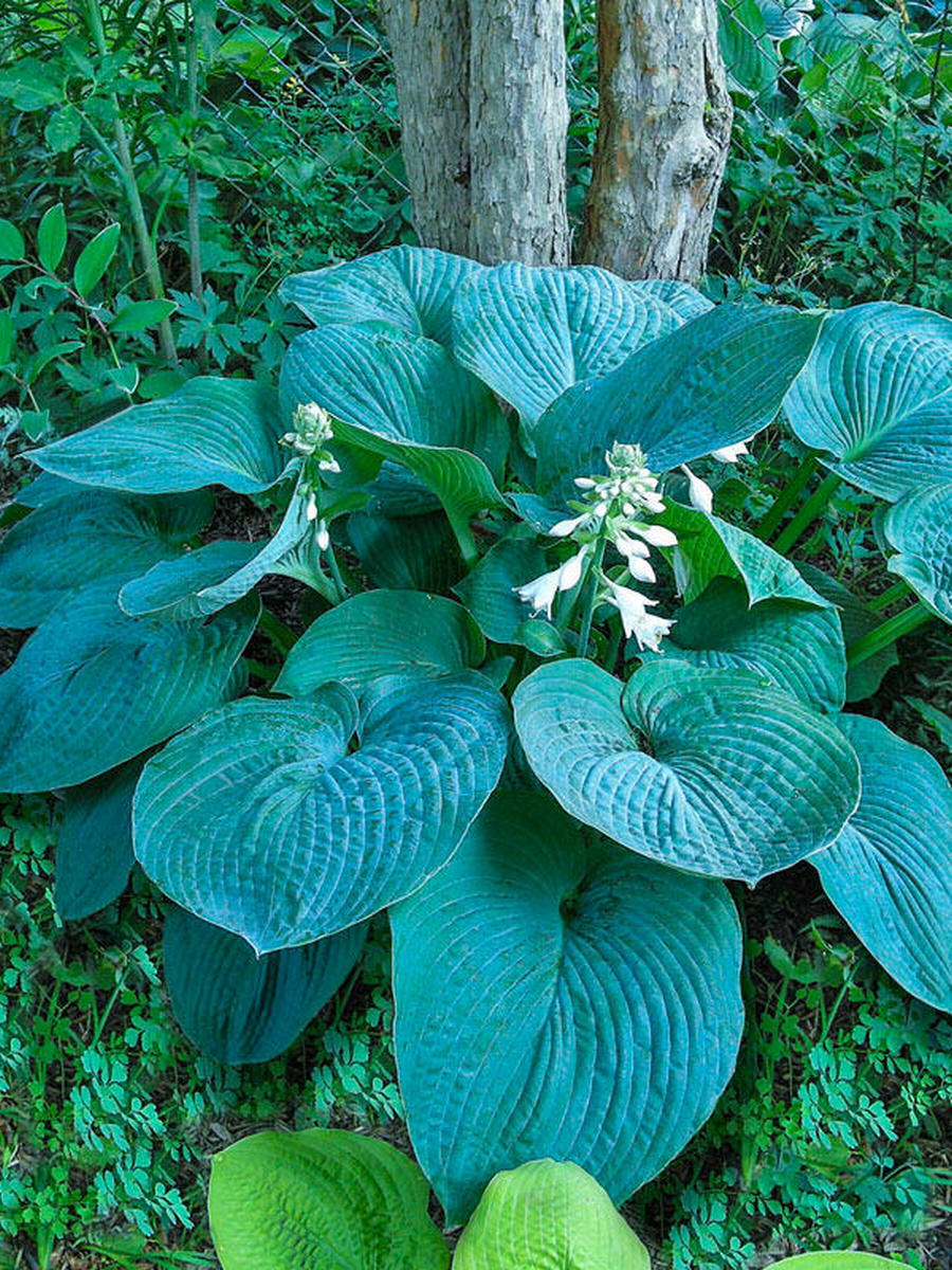 Хоста Блю Амбреллас, 1 шт.