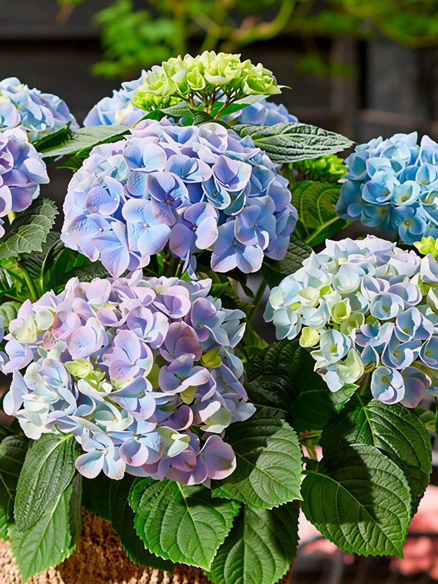 Гортензия крупнолистовая Хай Ривэ/ЦКорЛюкс