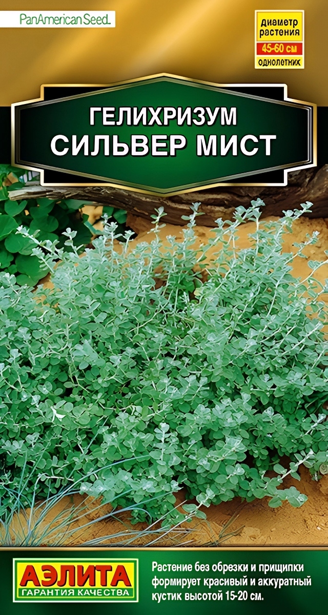 Гелихризум Сильвер мист, 3 шт.