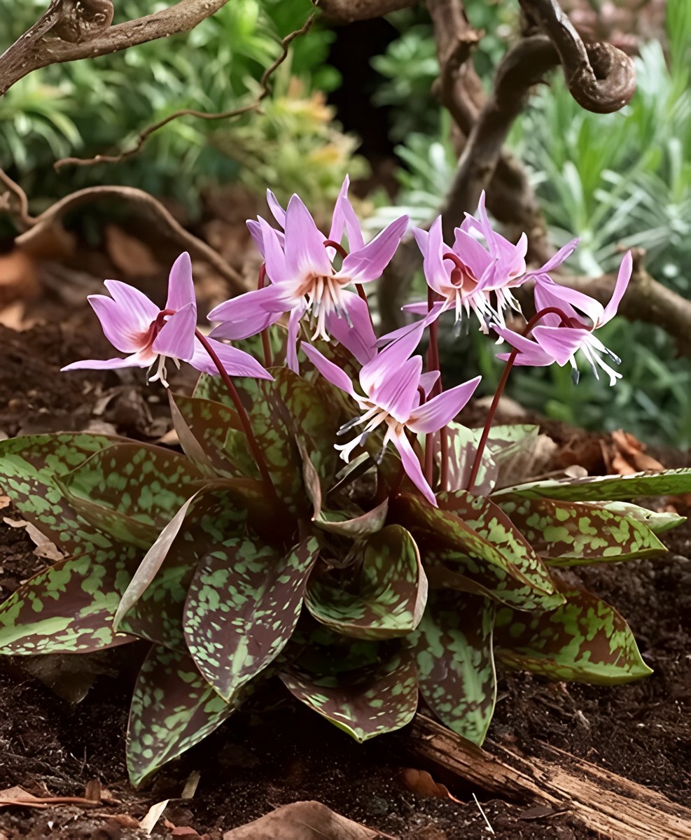 Эритрониум Денс-Канис, 1 шт.