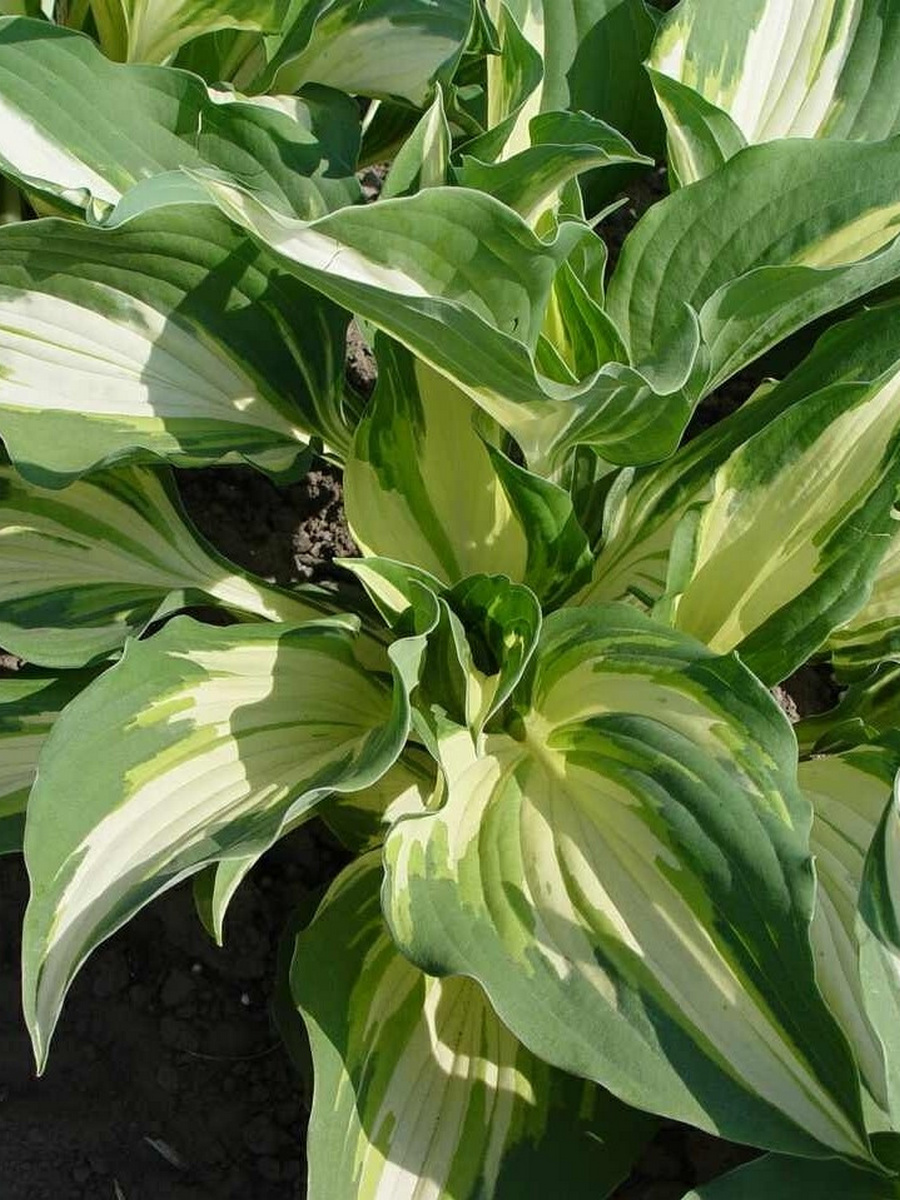 Хоста Кристмас Айленд, 1 шт.