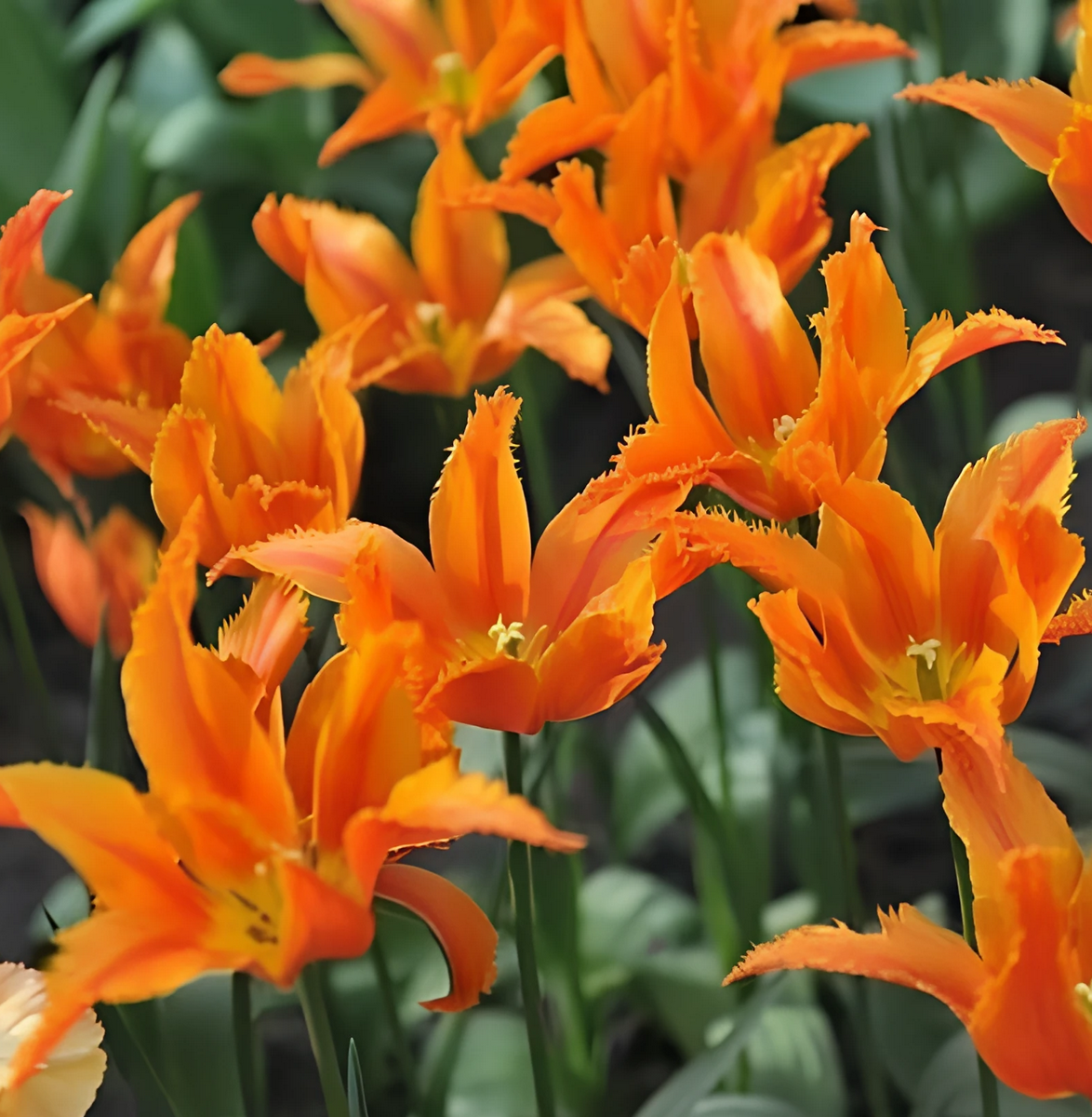 Тюльпан лилиецветный бахромчатый Александра, 1 шт.