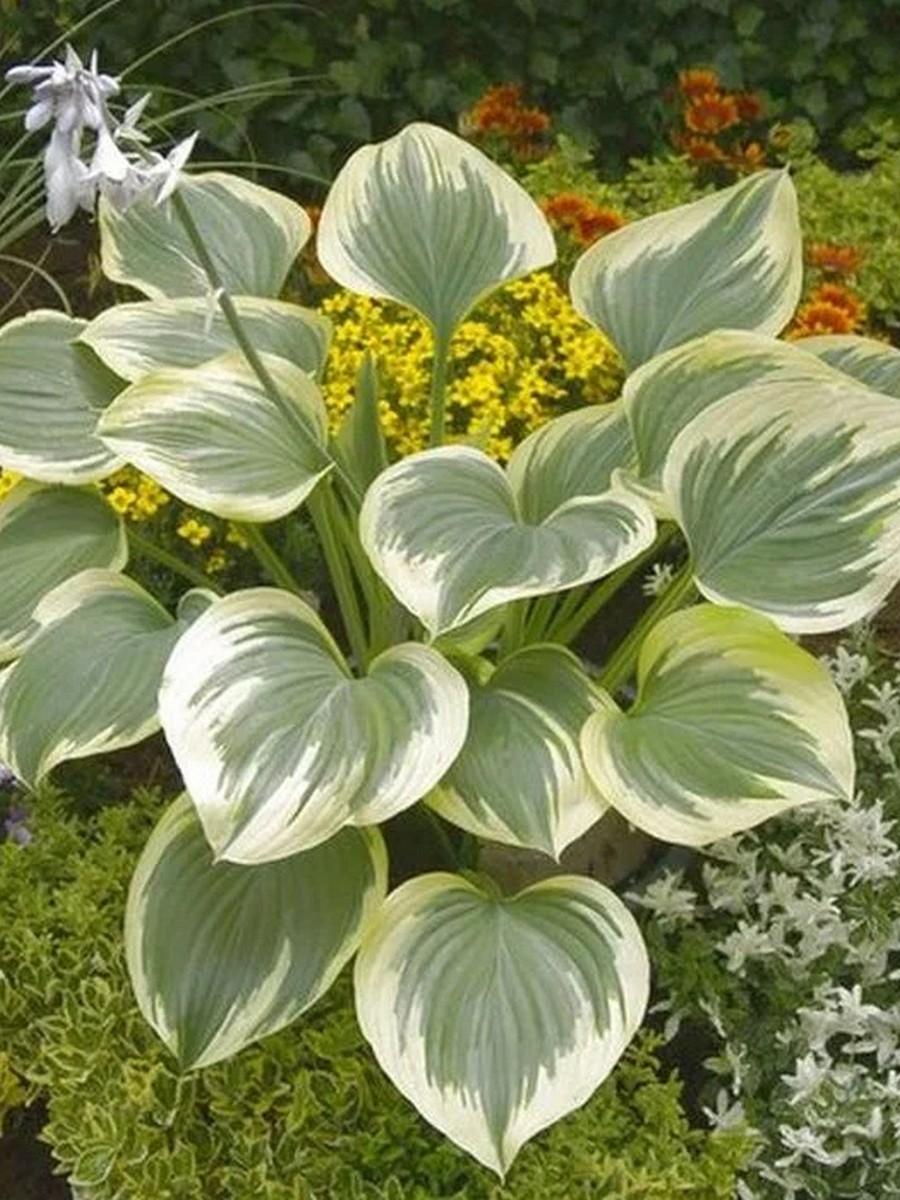 Хоста Бэнд оф Голд, 1 шт.