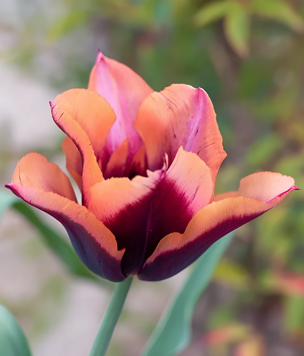 Тюльпан триумф Мавота, 11/12, 1 шт.