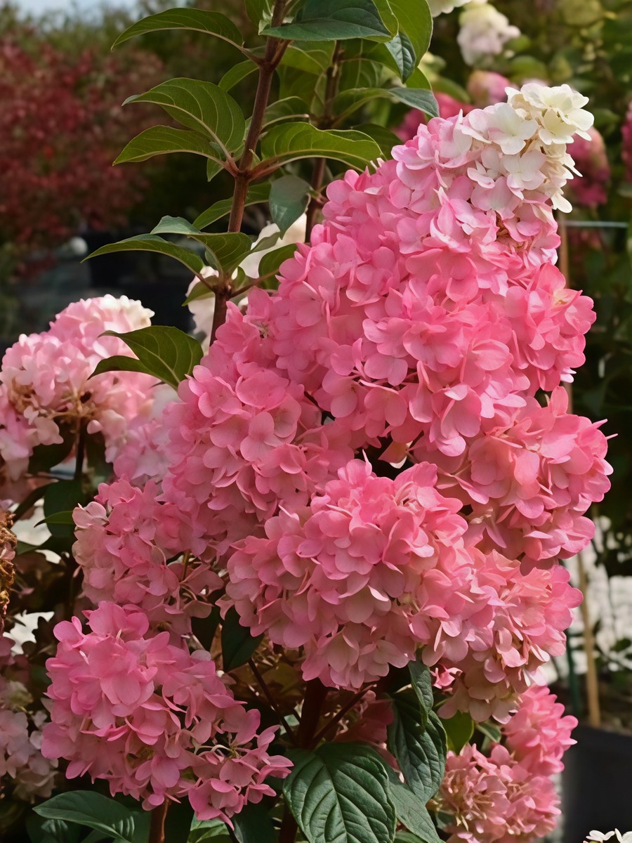 Гортензия метельчатая Сандей Фрайз 