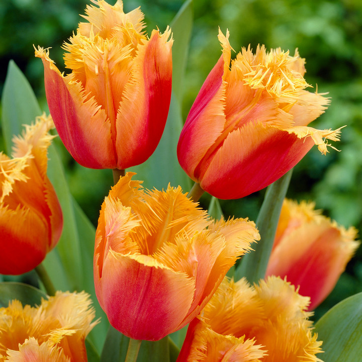 Тюльпан бахромчатый Ламбада, 11/12, 1 шт.