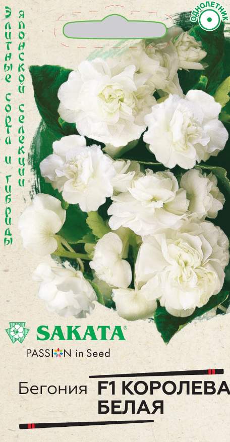 Бегония вечноцветущая Королева белая F1, 4 шт. Саката.