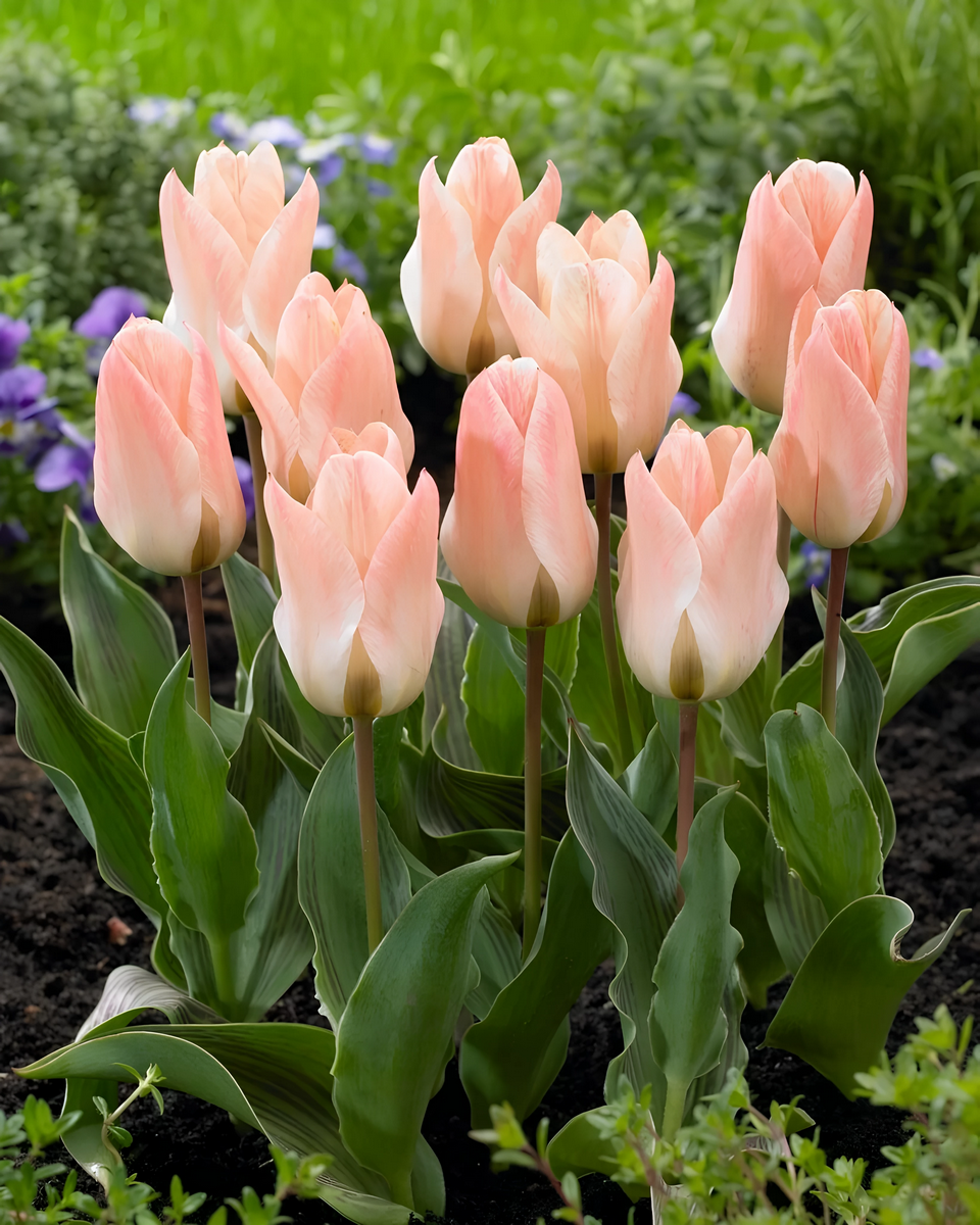 Тюльпан грейга Литтл Герл, 11/12, 1 шт.