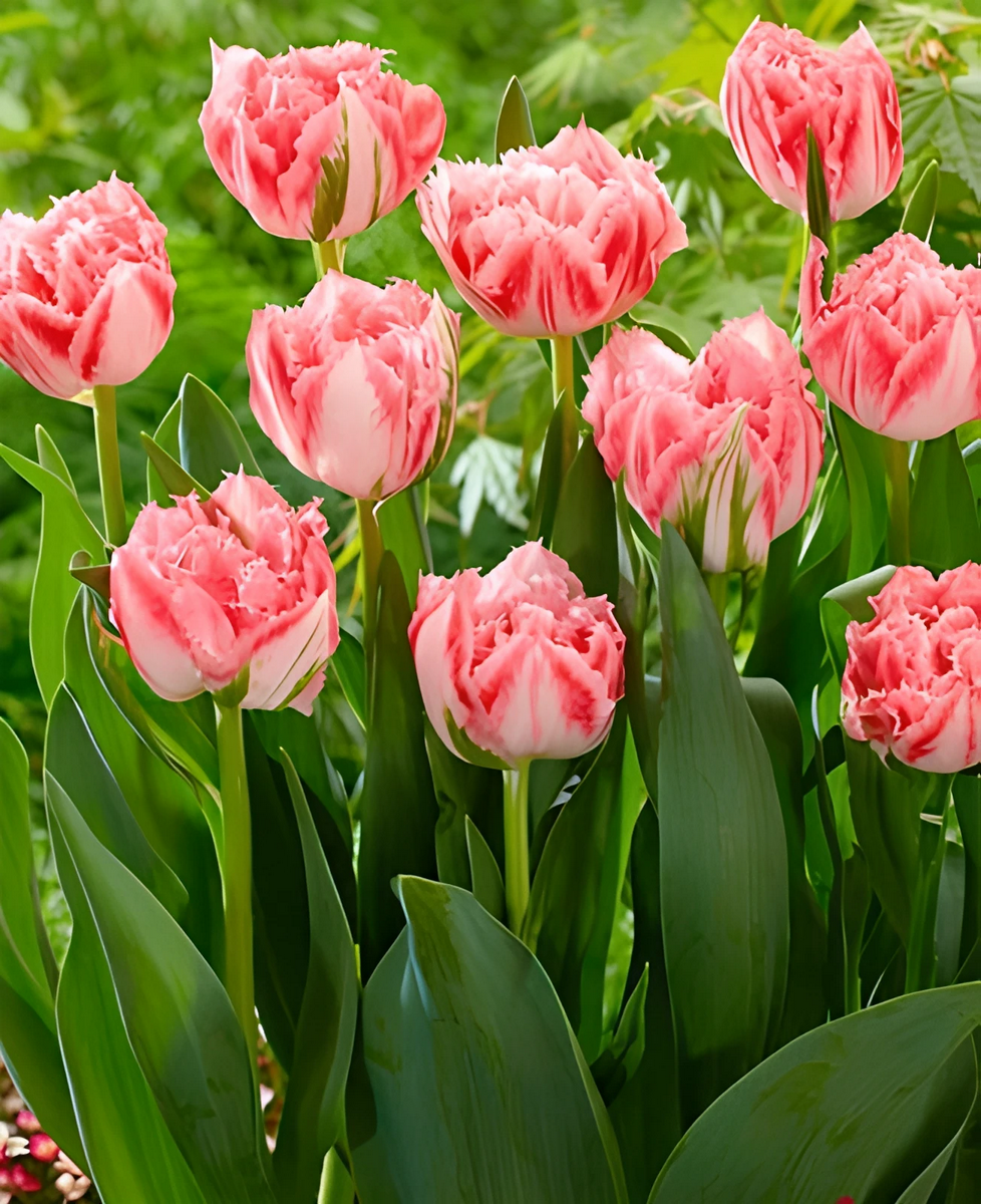 Тюльпан махровый бахромчатый Раноми, 12/+, 1 шт.