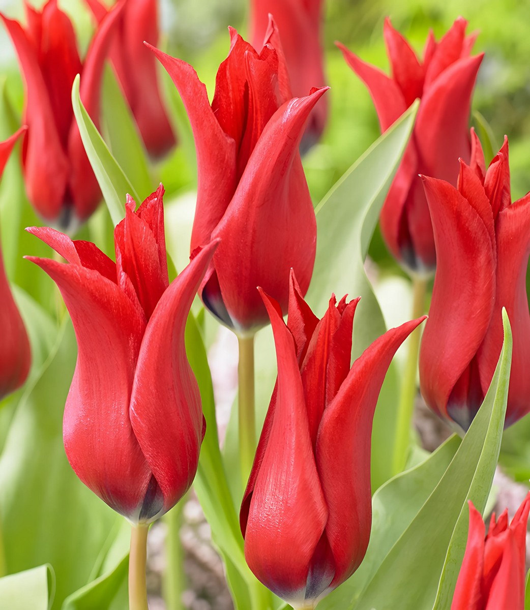 Тюльпан лилиецветный Исаак Шик, 11/12, 1 шт.