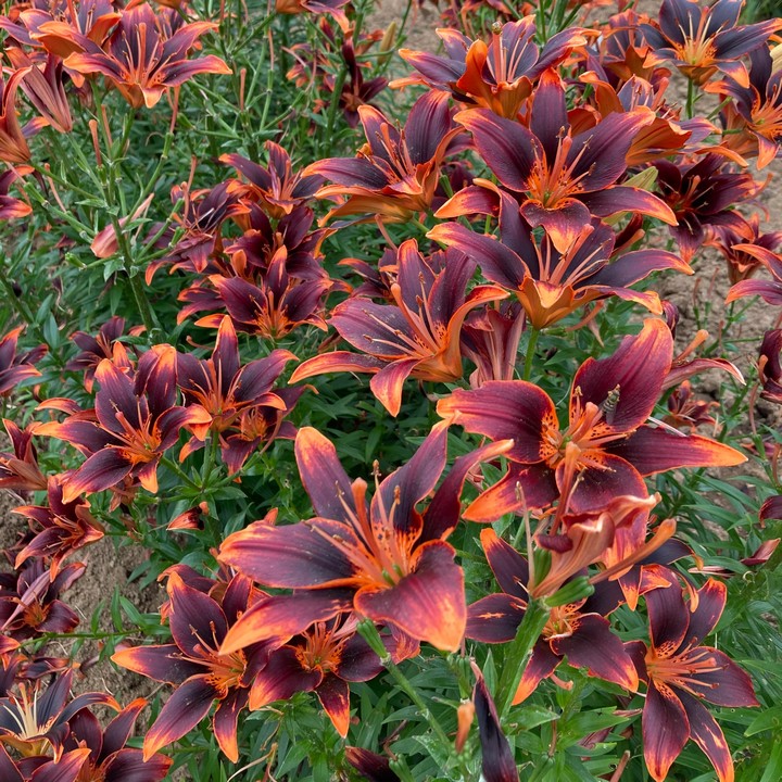 Лилия Фореве Сьюзан, 12/14, 1 шт.