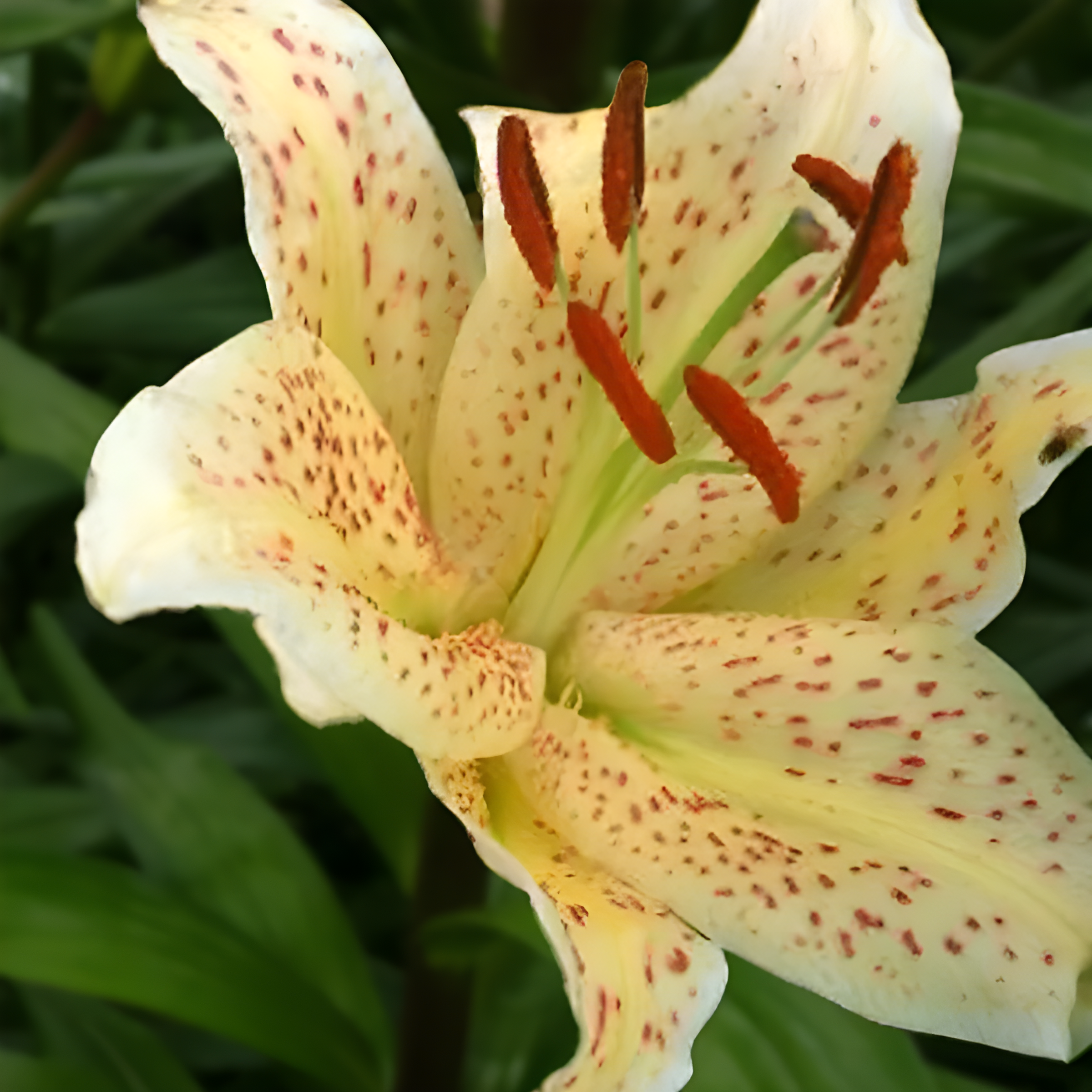 Лилия восточная Тайгермун, 12/14, 1 шт.