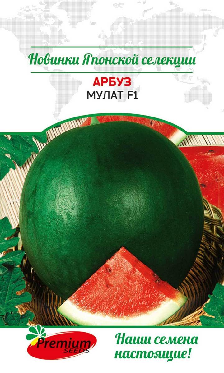 Арбуз Мулат F1, 4 шт. Японская селекция