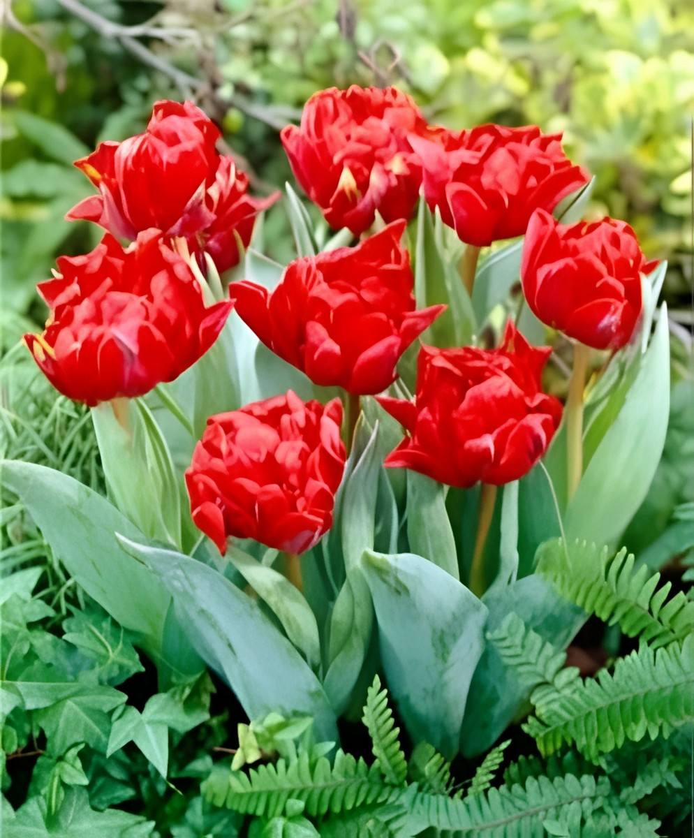 Тюльпан махровый ранний Робиньо, 11/12, 1 шт.