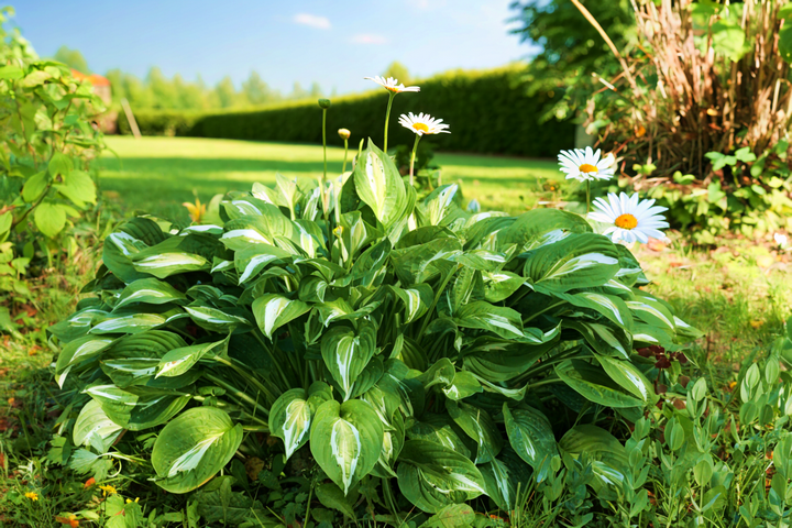 Хосты без хлопот: лучшие советы для пышной листвы