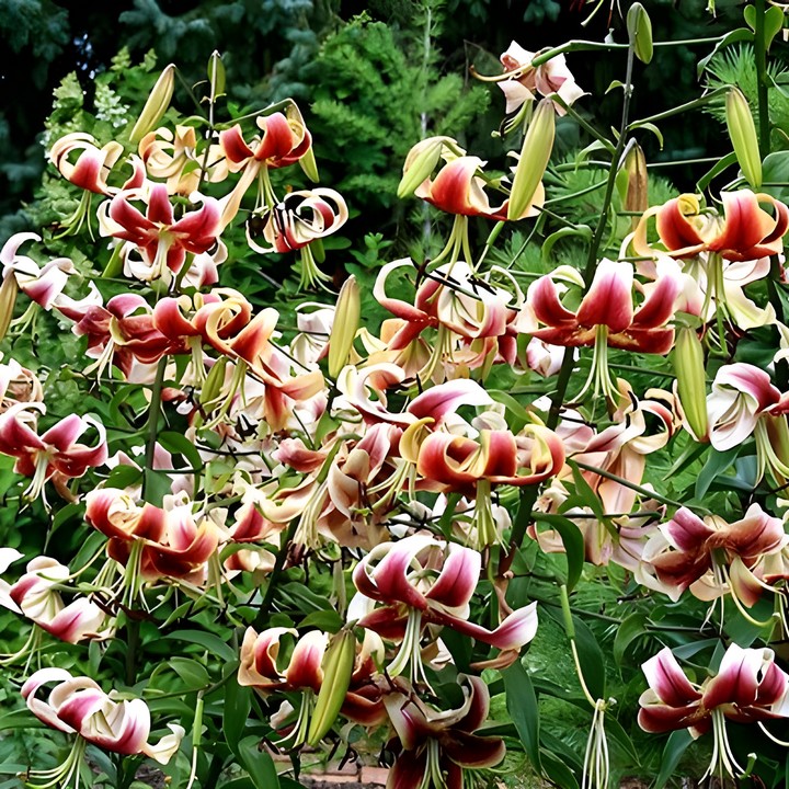 Лилия ОТ-гибрид Беверли Дрим, 12/14, 1 шт.