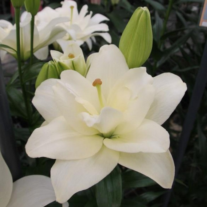 Лилия ЛА-гибрид махровая Бельведер, 12/14, 1 шт.