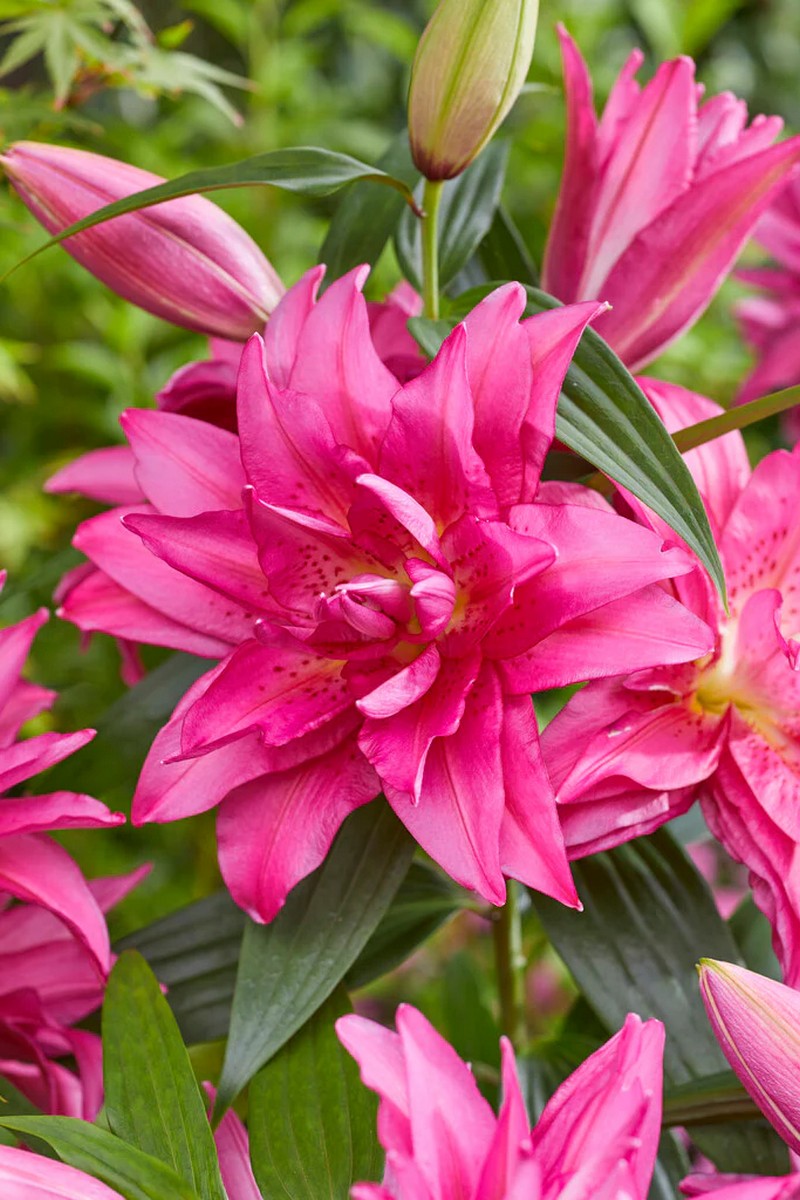 Лилия восточная махровая Roselily Флоретта, 12/14, 1 шт.