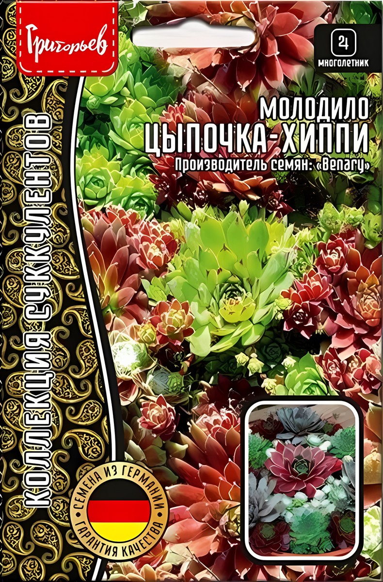 Молодило Цыпочка-Хиппи, 5 шт. 