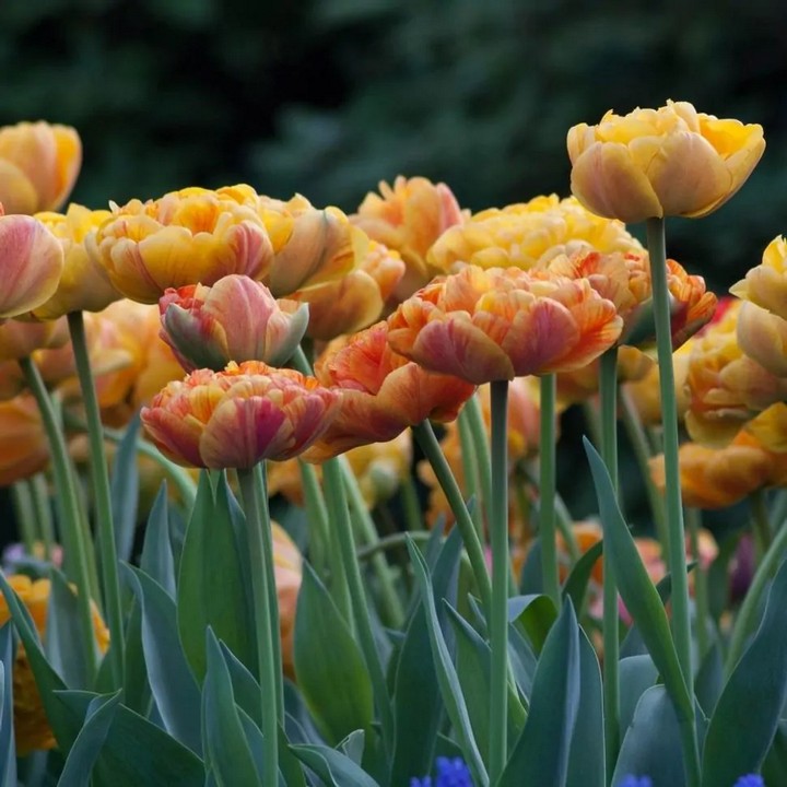 Тюльпан махровый ранний Ле Лавандоу, 11/12, 1 шт.