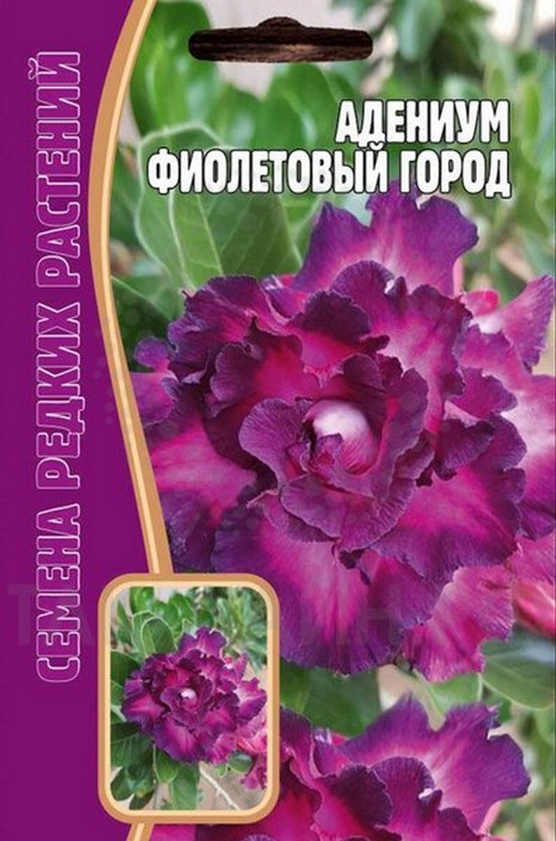 Адениум Фиолетовый Город, 3 шт. Редкие семена.