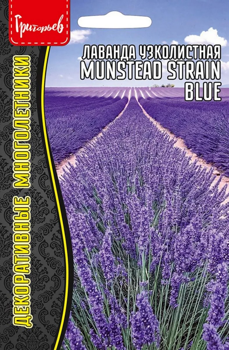 Лаванда узколистная Munstead Strain Blue (Мунстед Стейн Блю), 30 шт.