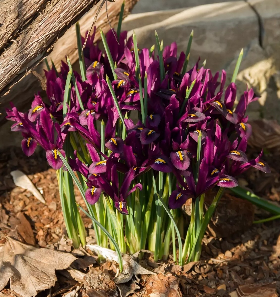 Ирис сетчатый Паулина, 6/+, 1 шт.