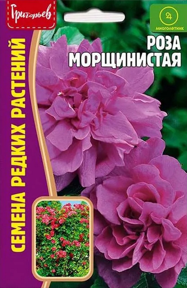 Роза Морщинистая, 10 шт.
