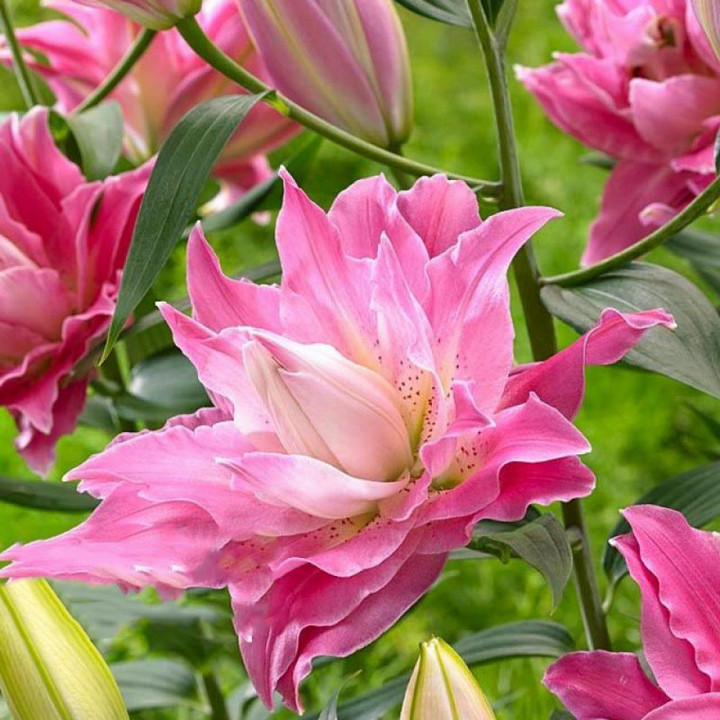 Лилия восточная махровая Дримлайн, для выгонки, 1 шт.