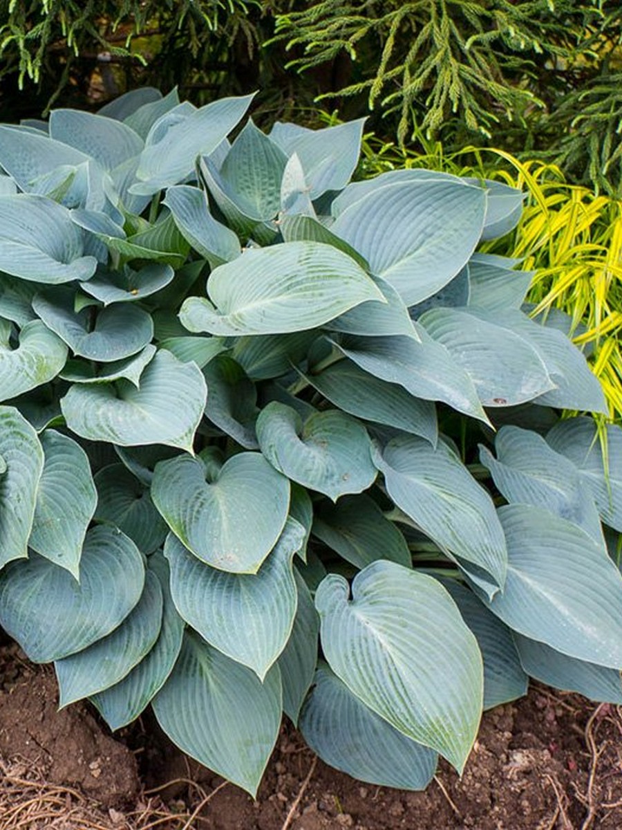 Хоста Халкион, 1 шт.