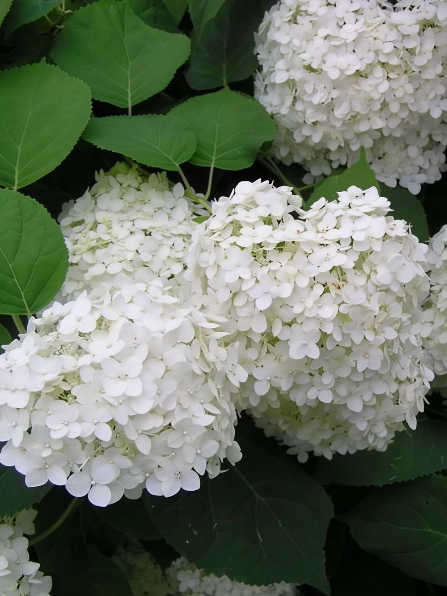 Гортензия древовидная Стерилис