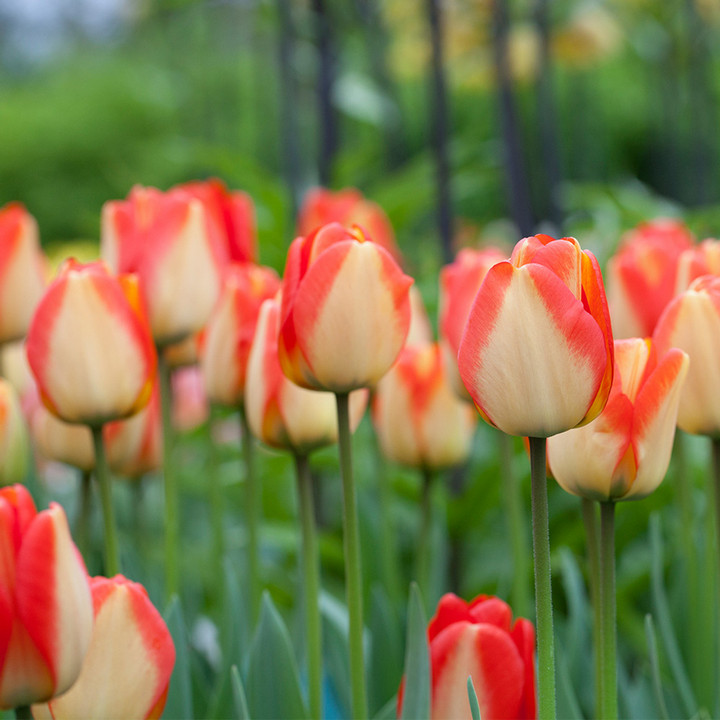 Тюльпан дарвинов гибрид Американ Дрим, 11/12, 1 шт.