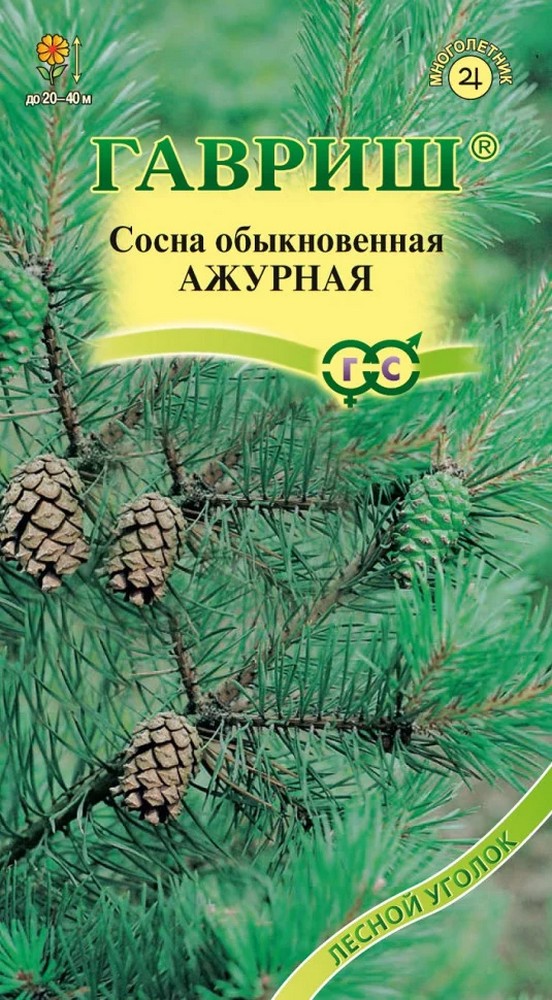 Сосна обыкновенная ажурная, 0,2 г. Лесной уголок.