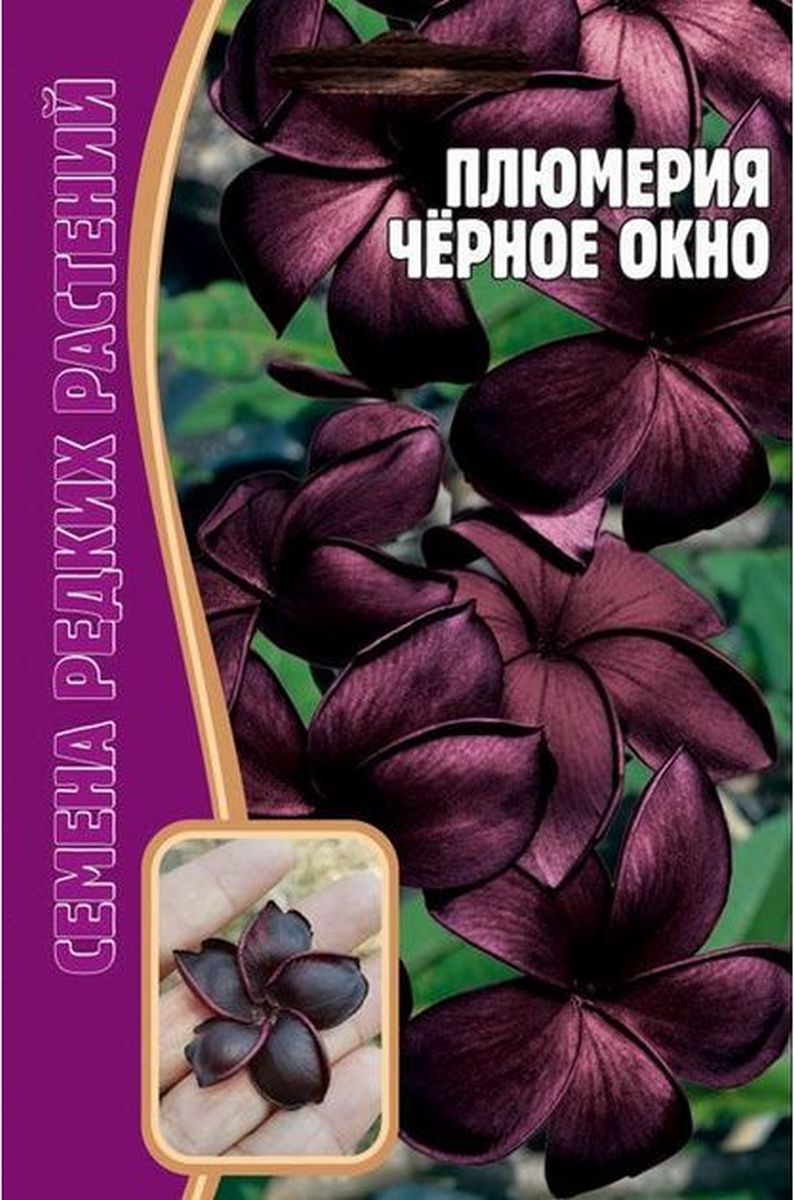 Плюмерия Черное Окно, 3 шт. Редкие семена.