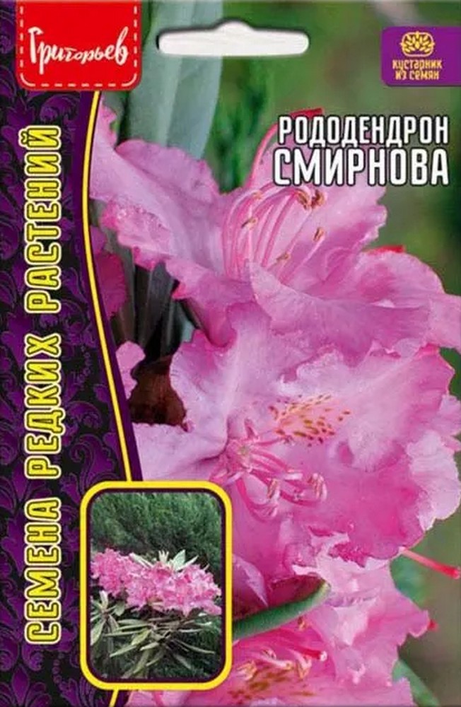 Рододендрон Смирнова, 10 шт. 