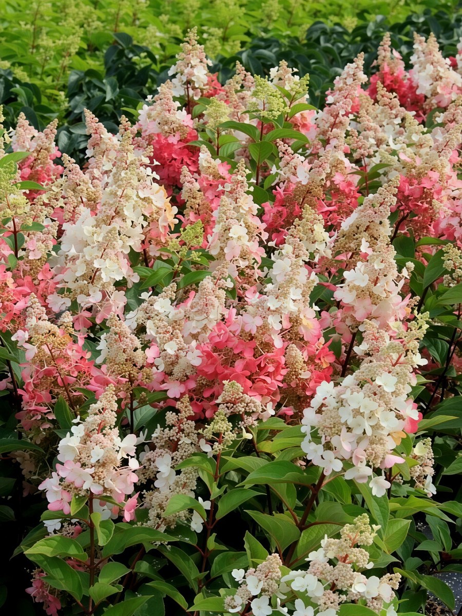 Гортензия метельчатая Кэндллайт/ЦКорЛюкс