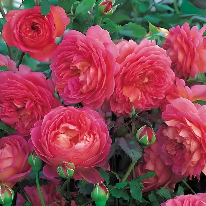 Роза английская парковая Джубили Селебрейшен, 1 шт.