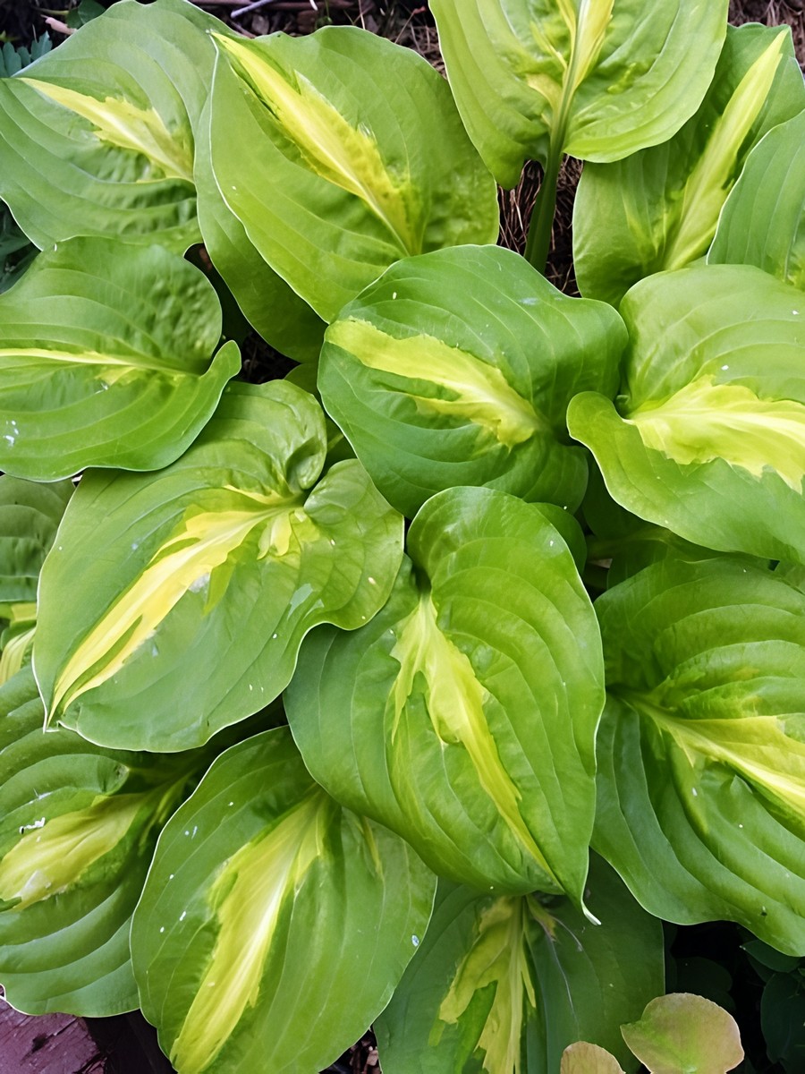 Хоста Манго Танго, 1 шт.