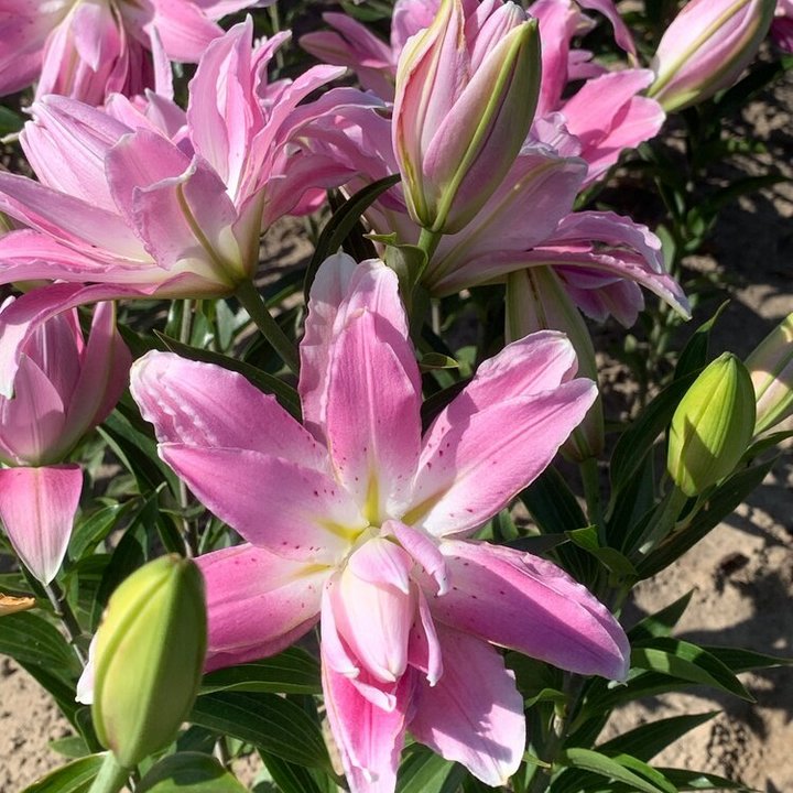 Лилия восточная махровая Лотус Элеганс, 16/18, для выгонки, 1 шт.