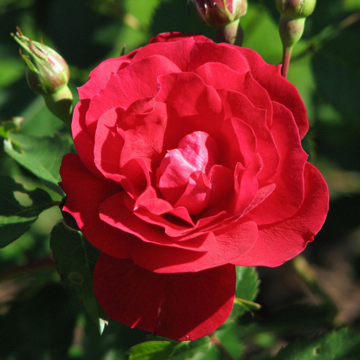 Роза канадская парковая Аделаида Худлес/ЦКор