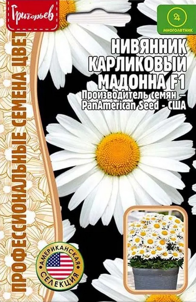 Нивяник карликовый  Мадонна, 5 шт.