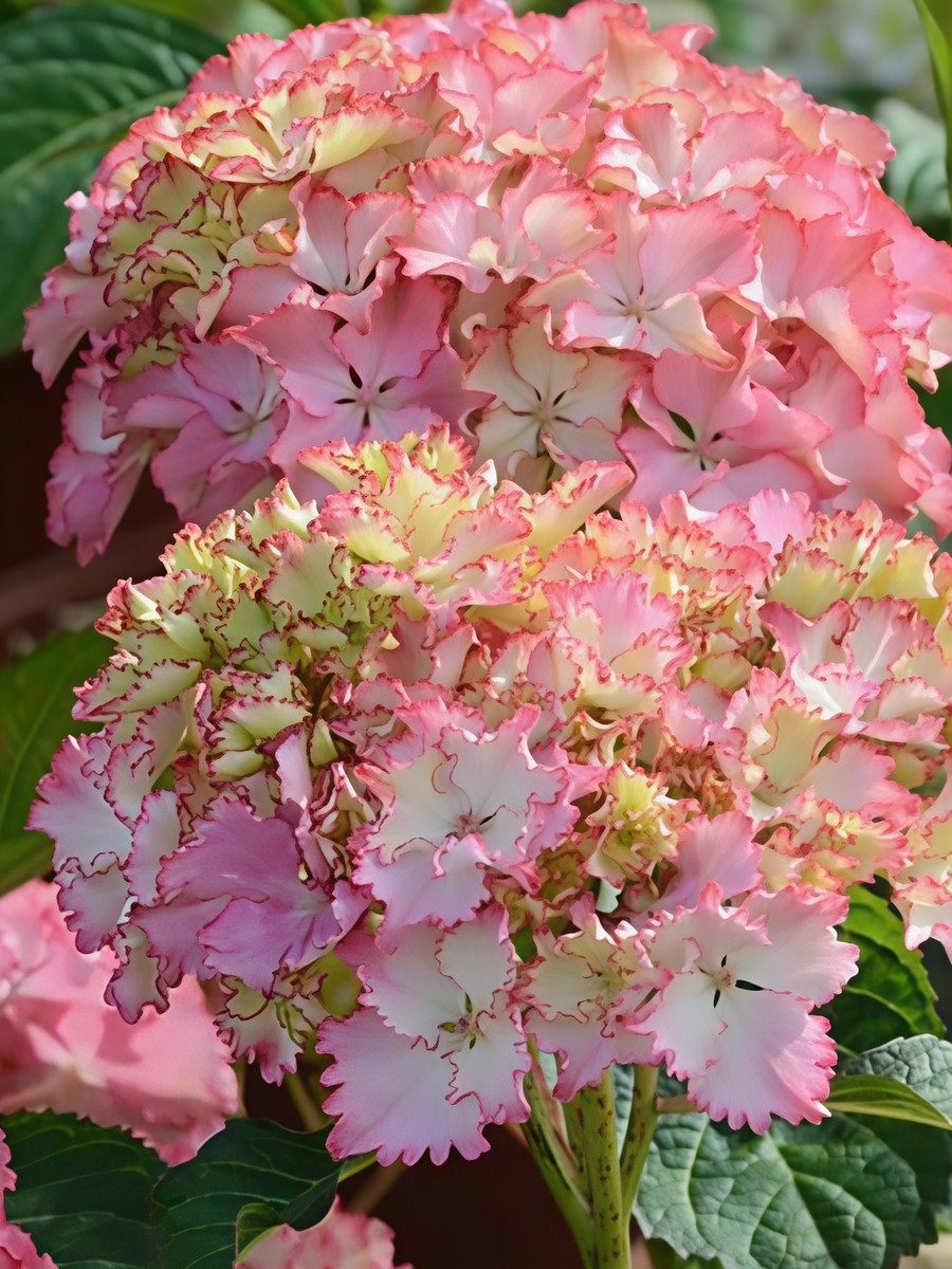 Гортензия крупнолистная Со Лонг Санни 