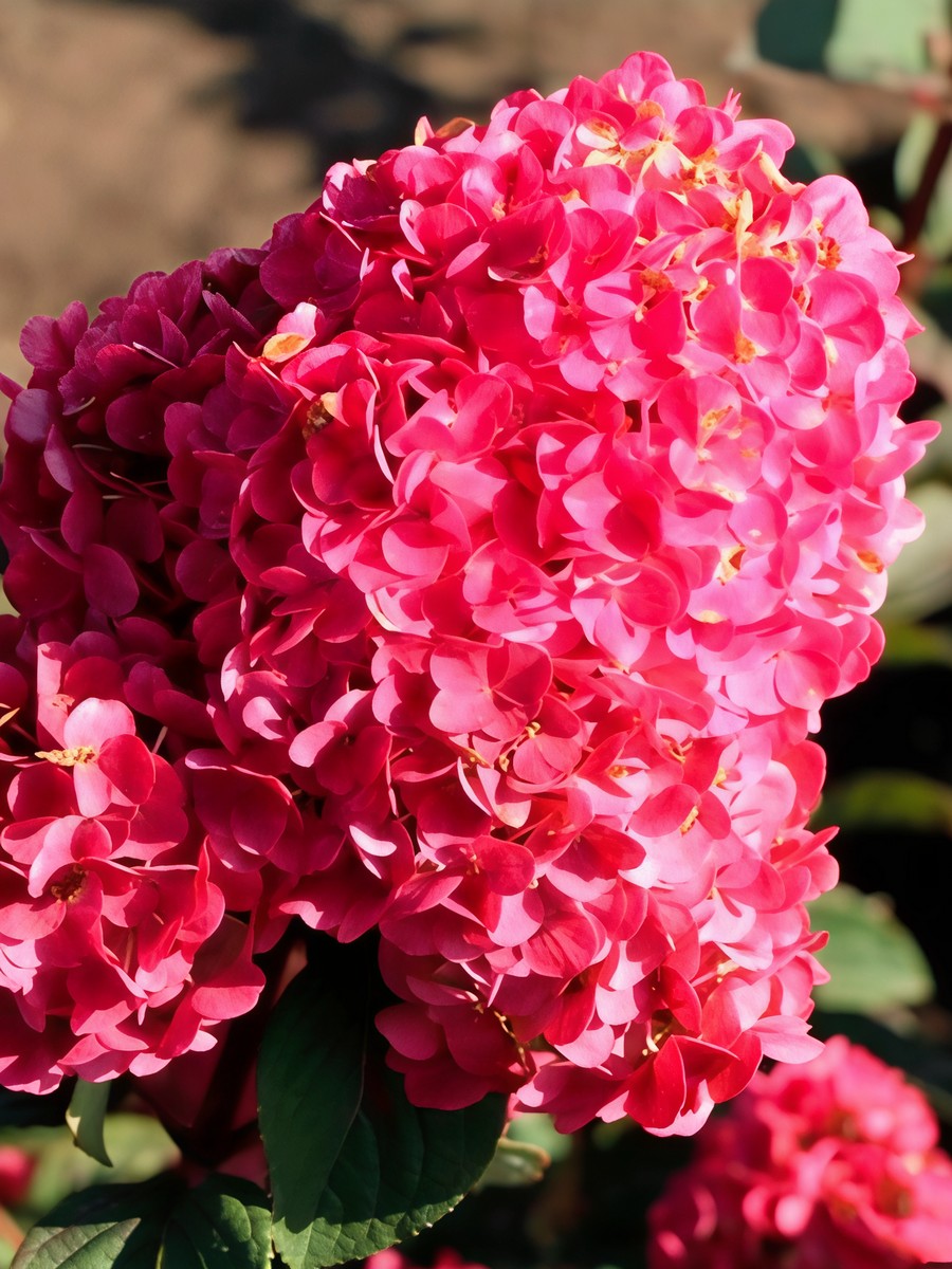 Гортензия метельчатая Литтл Рози/ЦКорЛюкс