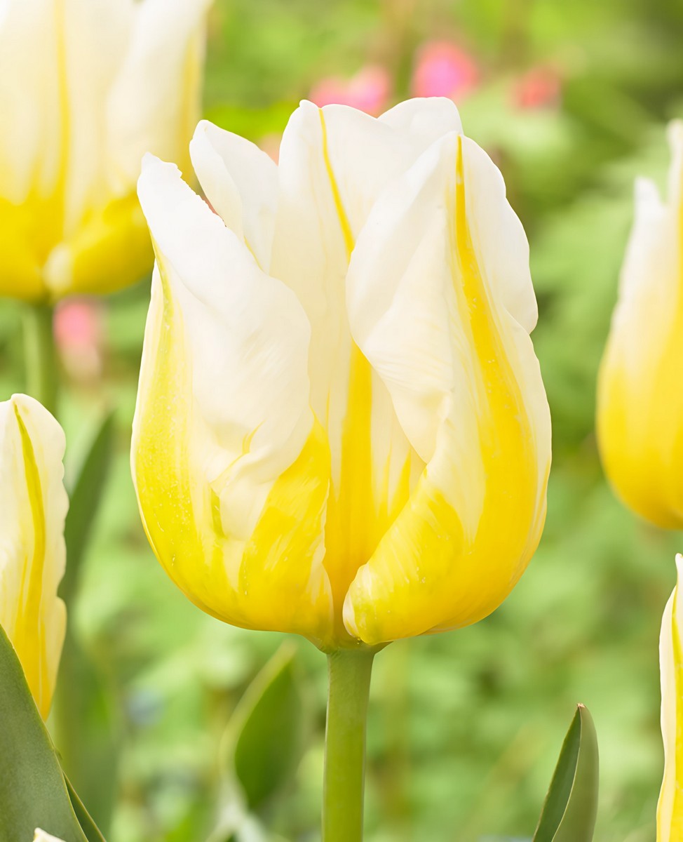 Тюльпан триумф Флэминг Аграсс, 11/12, 1 шт.