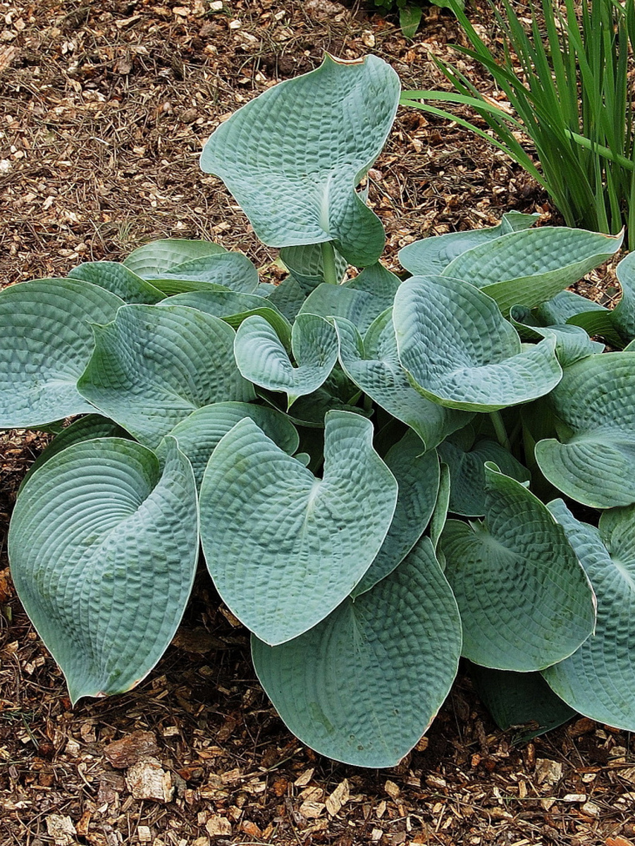 Хоста Абикуа Дринкинг Гаурд, 1 шт.