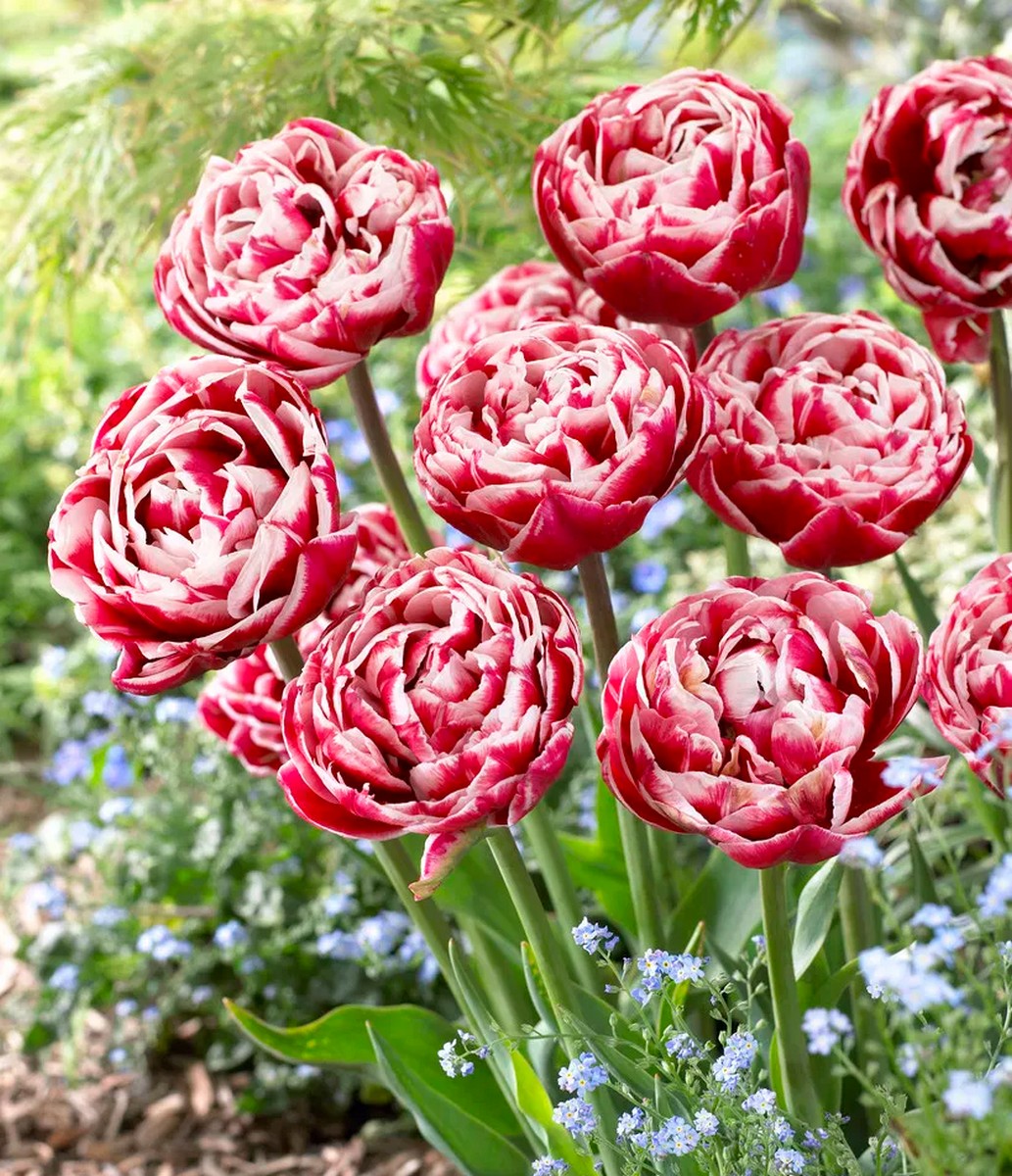 Тюльпан махровый поздний Драмлайн, 11/12, 1 шт.