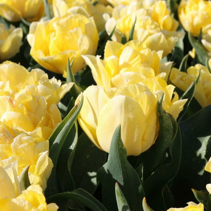 Тюльпан махровый ранний Секрет Парфюм, 11/12, 1 шт.