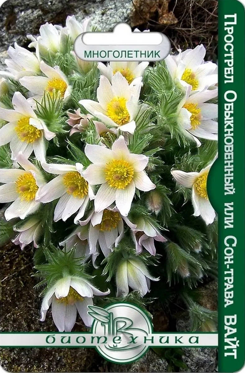 Прострел обыкновенный или Сон-трава Вайт, 10 шт. Биотехника