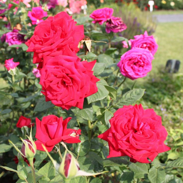 Роза чайно-гибридная Бургунд/ЦКор